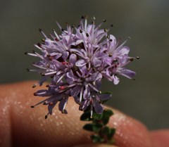 Agathosma ciliaris
