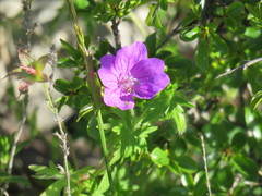 Geranium sanguineum