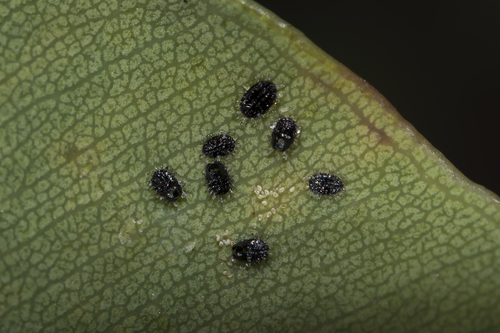 Xenaleyrodes eucalypti · iNaturalist