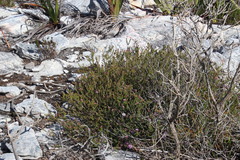 Agathosma ciliaris