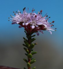 Agathosma ciliaris