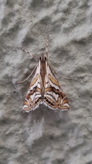 Anydraula glycerialis