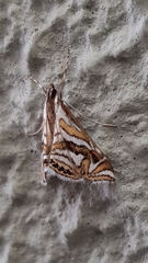 Anydraula glycerialis