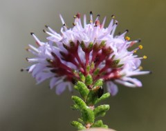 Agathosma ciliaris