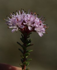 Agathosma ciliaris
