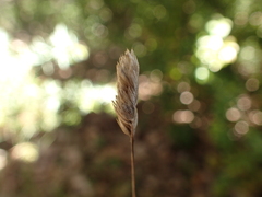 Dactylis glomerata hispanica