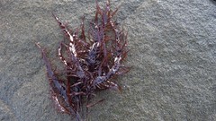 Chondracanthus chamissoi