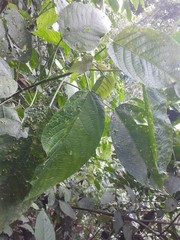 Acalypha macrostachya