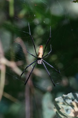 Nephila constricta