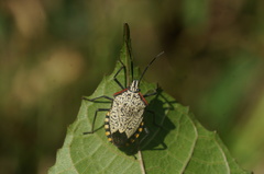 Atelocera