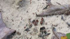 Dasymutilla quadriguttata