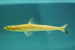 Inshore Lizardfish photo 3