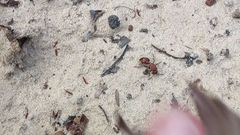 Dasymutilla quadriguttata