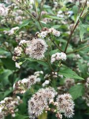 Ageratina altissima