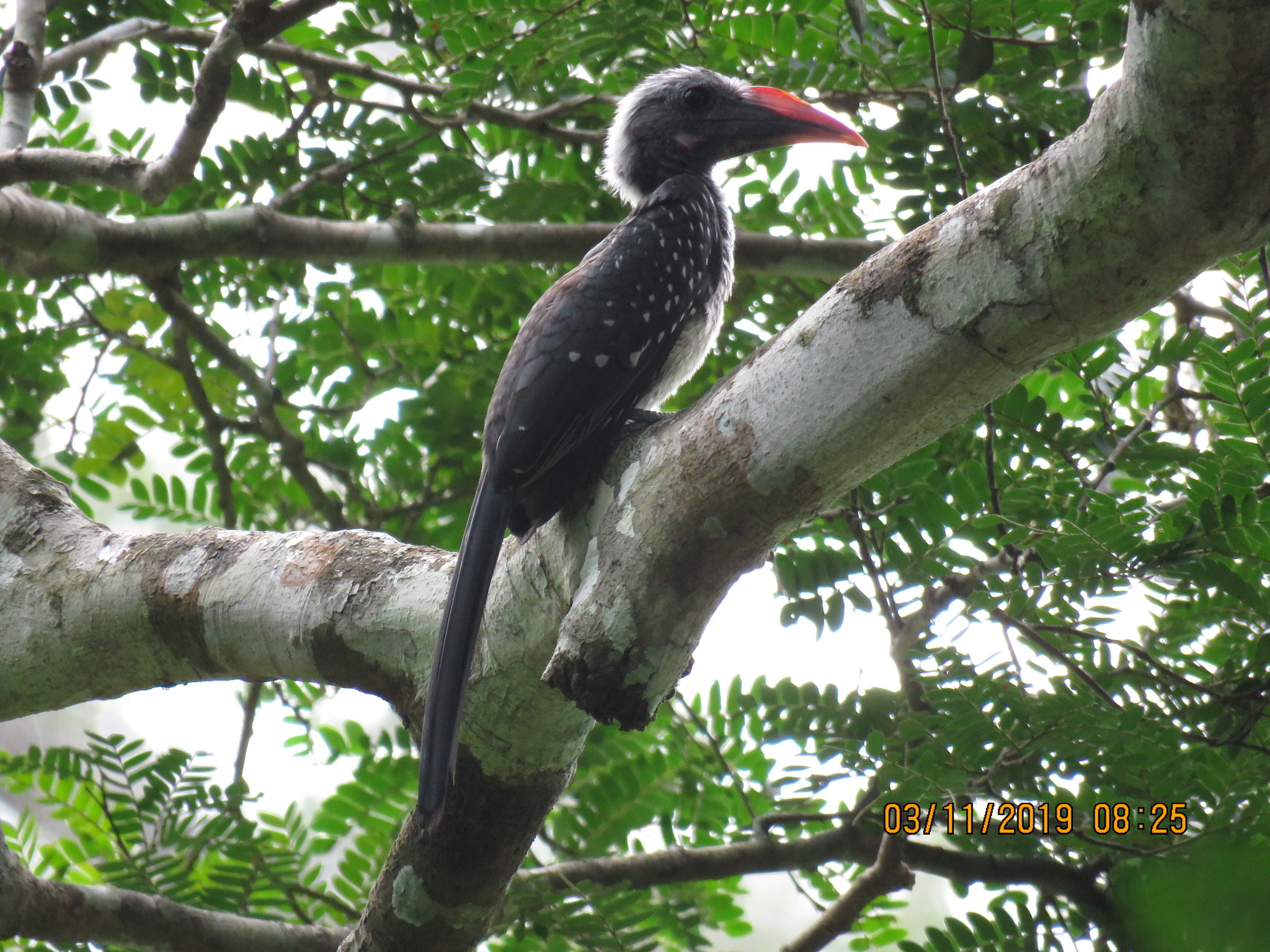 Eastern Dwarf Hornbill (Horizocerus granti)