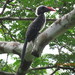 Eastern Dwarf Hornbill - Photo (c) thierryachinkoproject, some rights reserved (CC BY-NC), uploaded by thierryachinkoproject