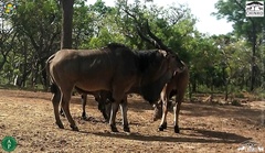 Tragelaphus derbianus gigas