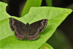 Calephelis velutina