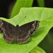 Calephelis velutina - Photo (c) delmer jonathan, algunos derechos reservados (CC BY-NC), subido por delmer jonathan