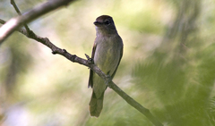 Pachyramphus polychopterus