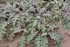 Platycarpha glomerata