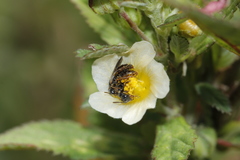 Rhophitulus anomalus