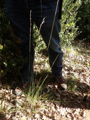 Brachypodium phoenicoides
