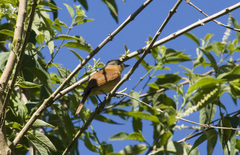 Pachyramphus castaneus