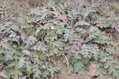 Platycarpha glomerata