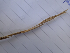 Brachypodium phoenicoides