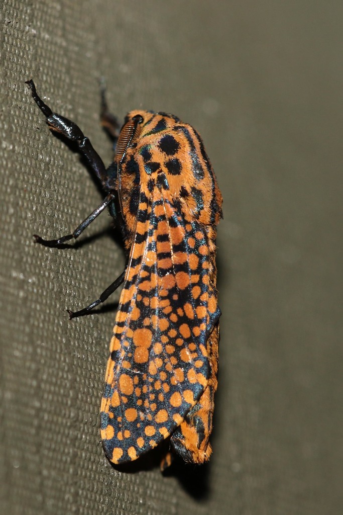 Alophonotus