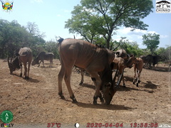 Tragelaphus derbianus gigas