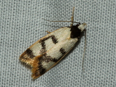 Eulechria sigmophora