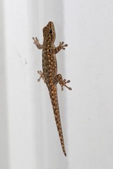 Lygodactylus