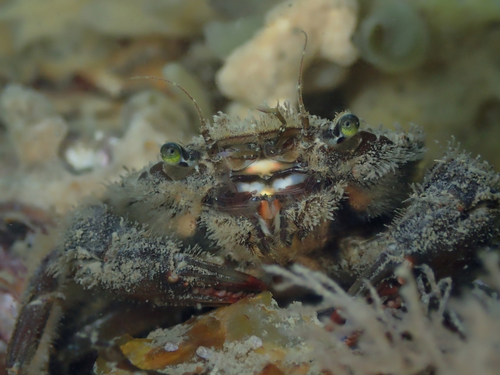 Arch-fronted Swimming Crab, Oosterschelde, Zeeuwse meren, 158_13_400, NL, photo 6 of 10