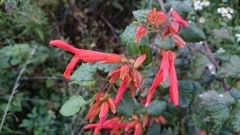 Salvia regla