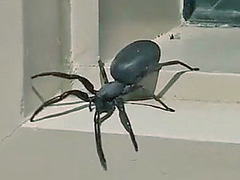 Lampona cylindrata