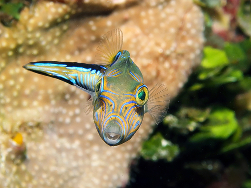 Caribbean Sharpnose Puffer