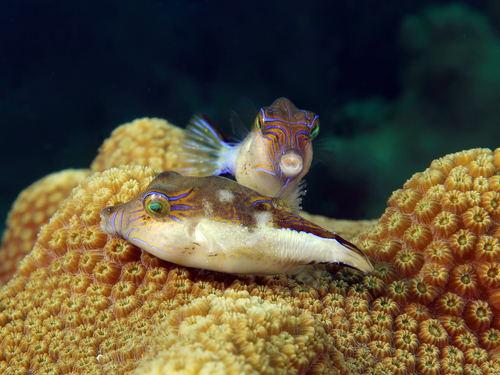 Caribbean Sharpnose Puffer