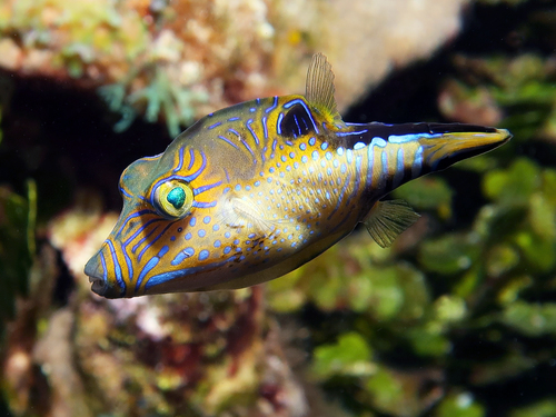 Caribbean Sharpnose Puffer