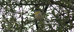 Pachyramphus viridis