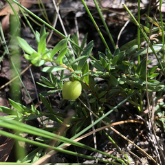Rhytidosporum