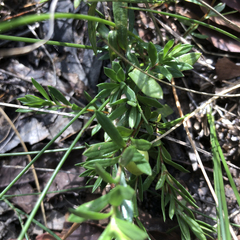 Rhytidosporum