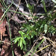 Rhytidosporum