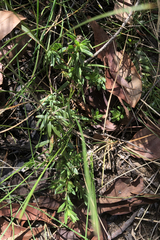 Rhytidosporum