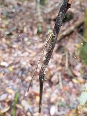 Episynlestes albicaudus