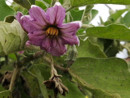Solanum melongena