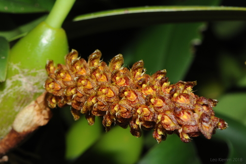 Bulbophyllum crassipes