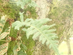 Polypodium interjectum