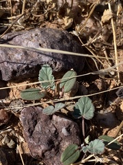 Erodium texanum